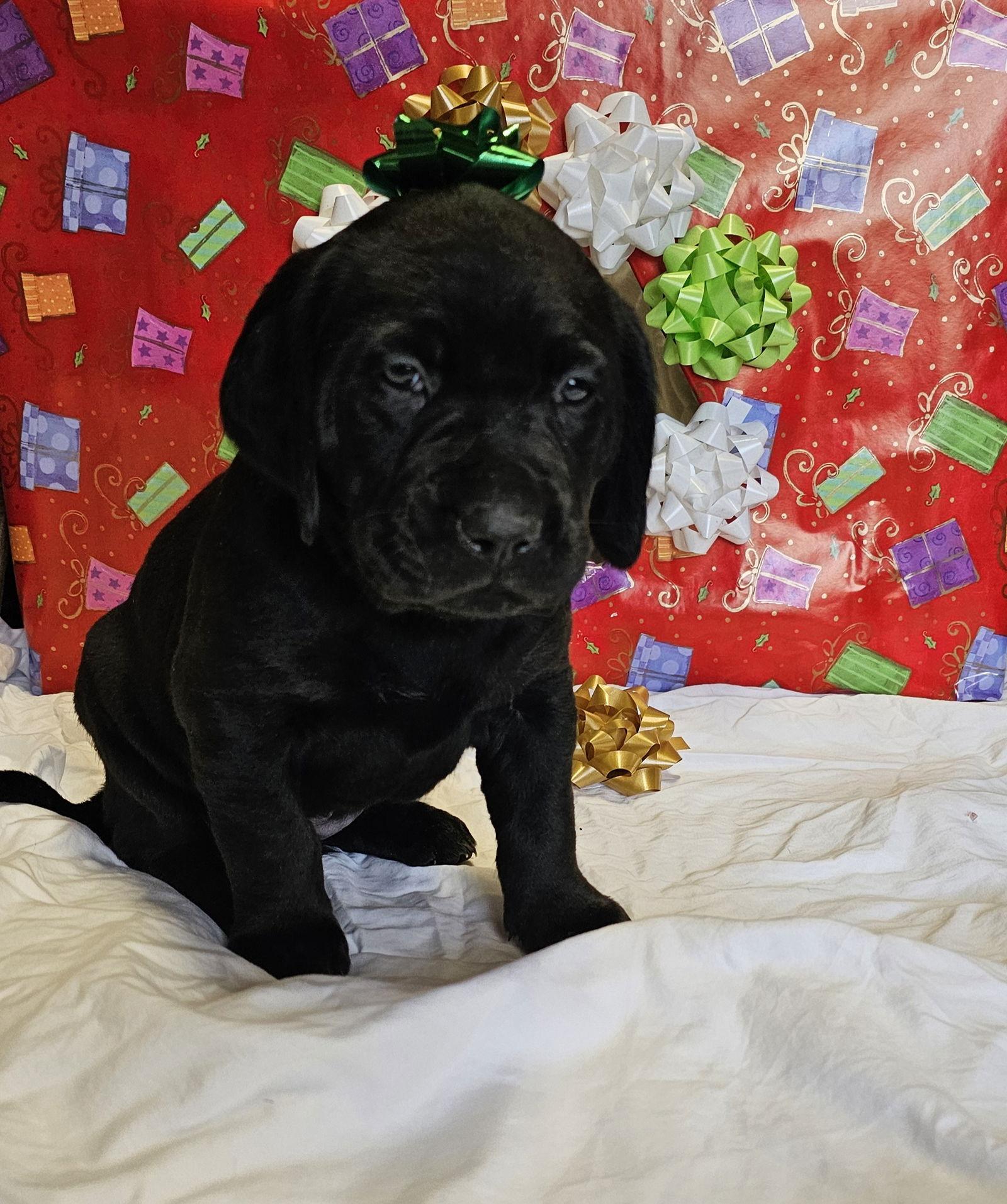 TUCKER, a Adoptable Labrador Retriever in Croydon, NH image 1/3