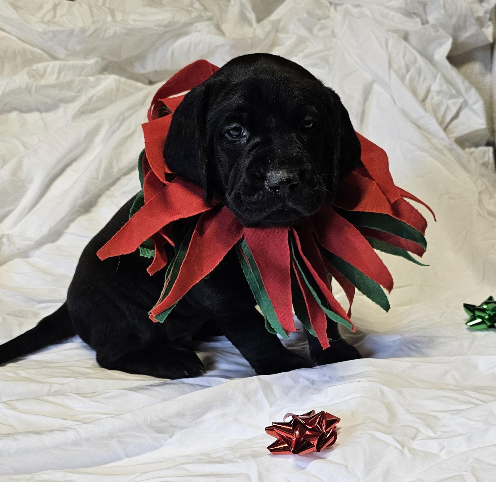 TUCKER, a Adoptable Labrador Retriever in Croydon, NH image 2/3