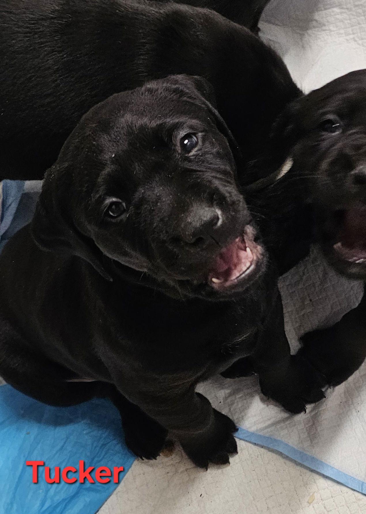 TUCKER, a Adoptable Labrador Retriever in Croydon, NH image 3/3