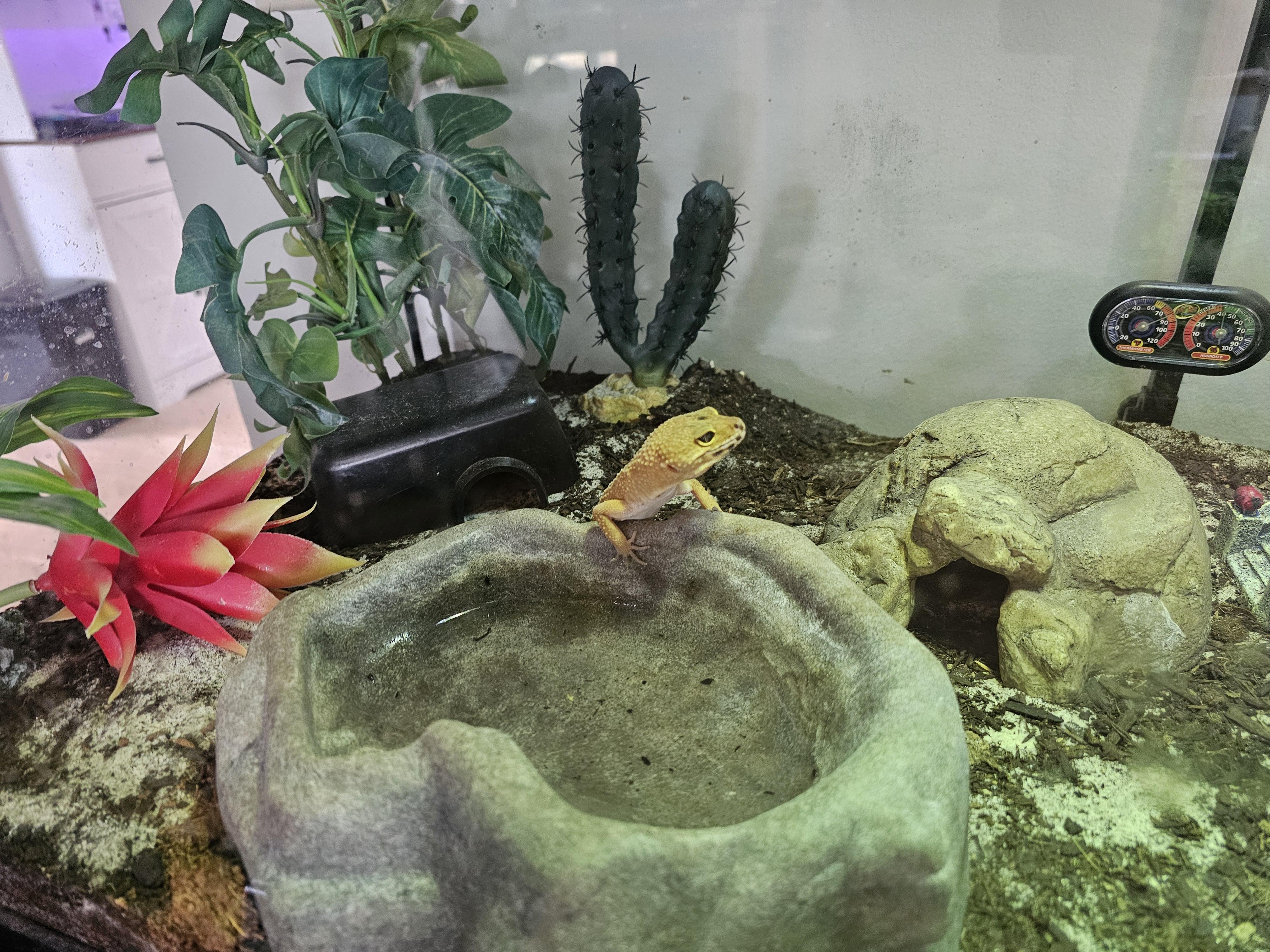 Flamingo, ADOPTABLE, Adult Male Gecko.