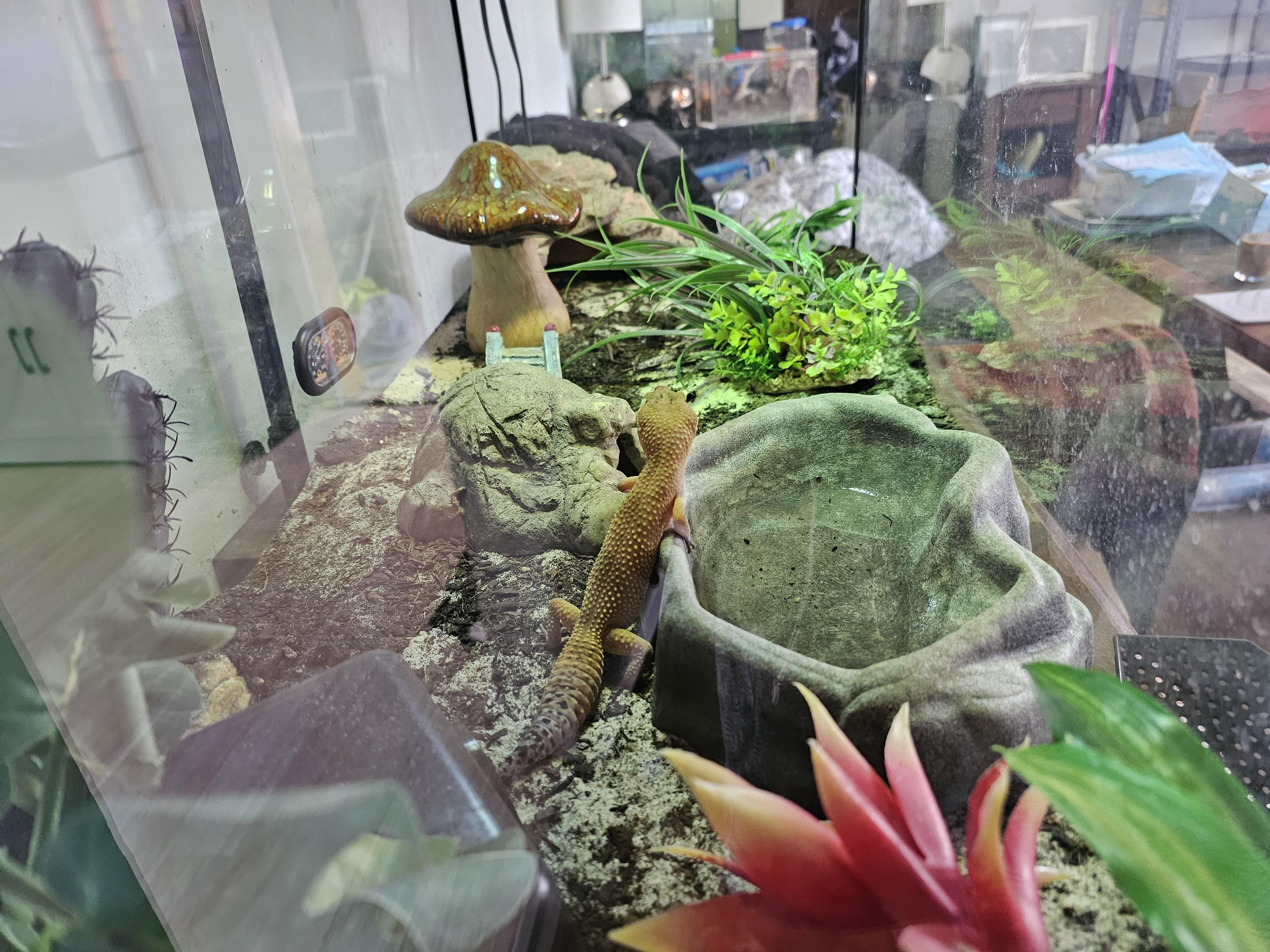 Enlarge Flamingo, a ADOPTABLE Gecko in New Market, MN image 2/2