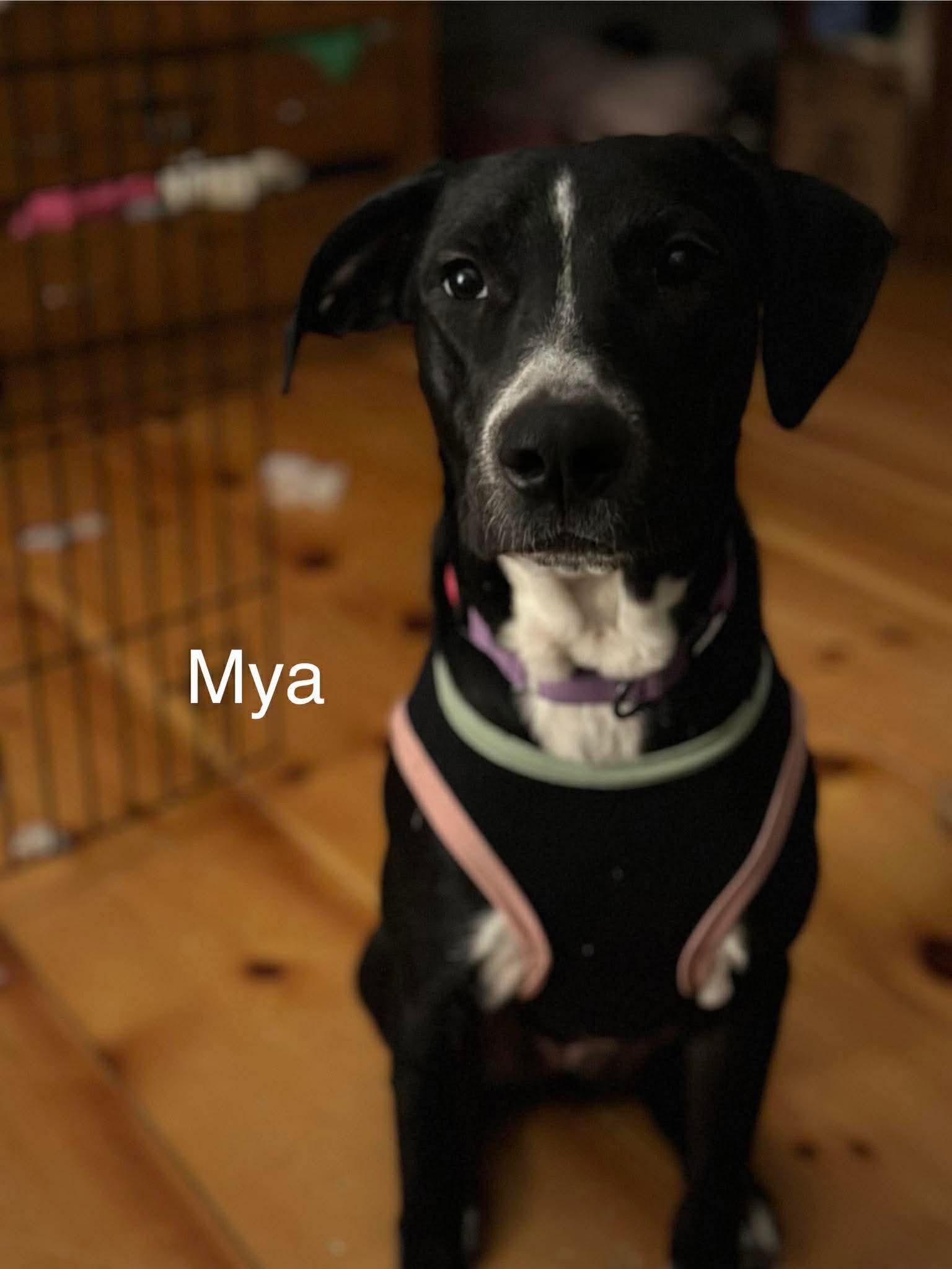 Mya, ADOPTABLE, Young Female Great Dane & Labrador Retriever.