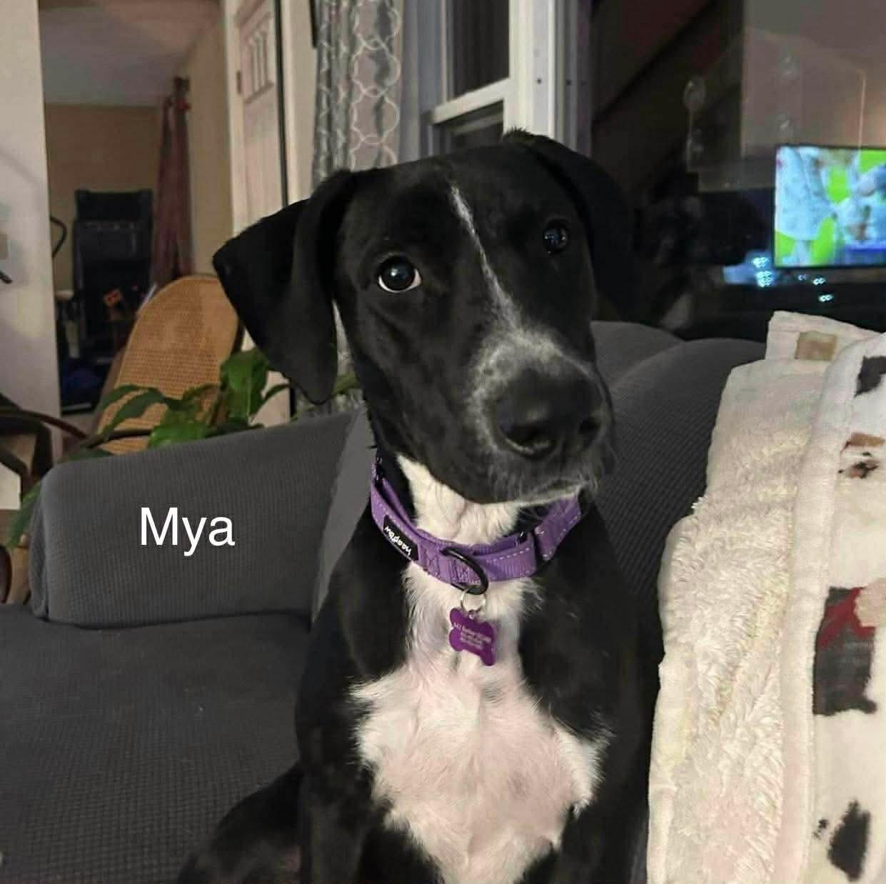 Enlarge Mya, a ADOPTABLE mixed breed in Bristol, VT image 2/3