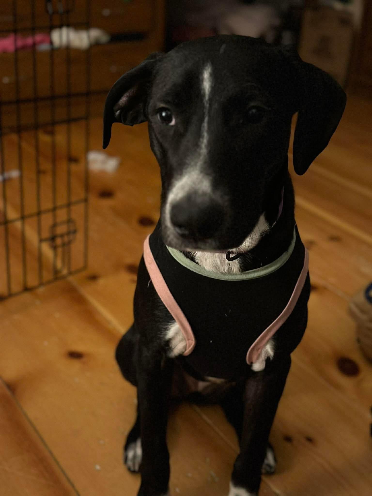 Enlarge Mya, a ADOPTABLE mixed breed in Bristol, VT image 3/3