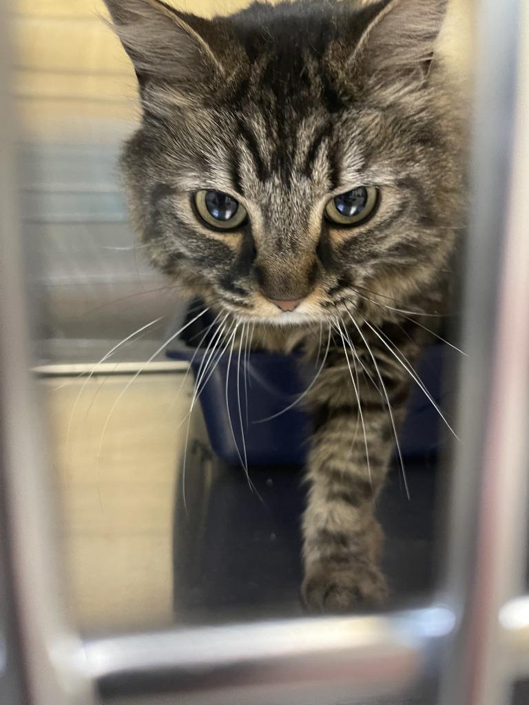 Cleo, Adoptable, Adult Female Domestic Short Hair.