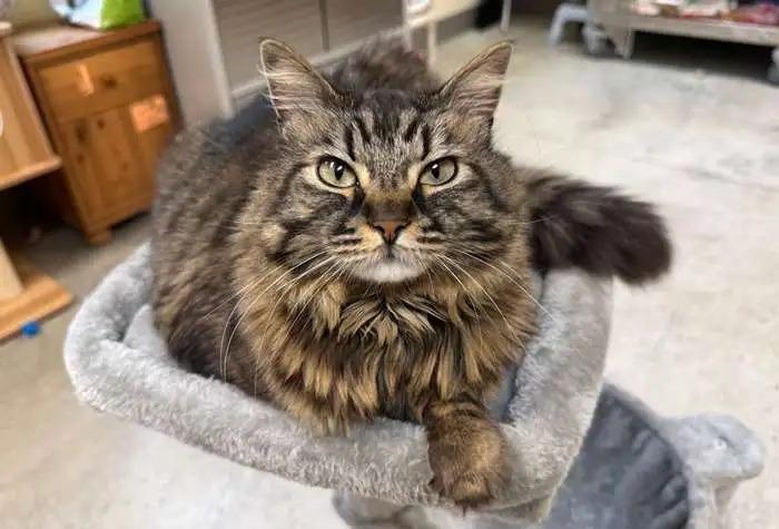 Enlarge Cleo, a Adoptable mixed breed in Coupeville, WA image 2/3