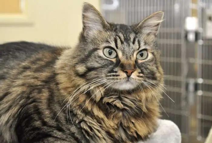 Enlarge Cleo, a Adoptable mixed breed in Coupeville, WA image 3/3