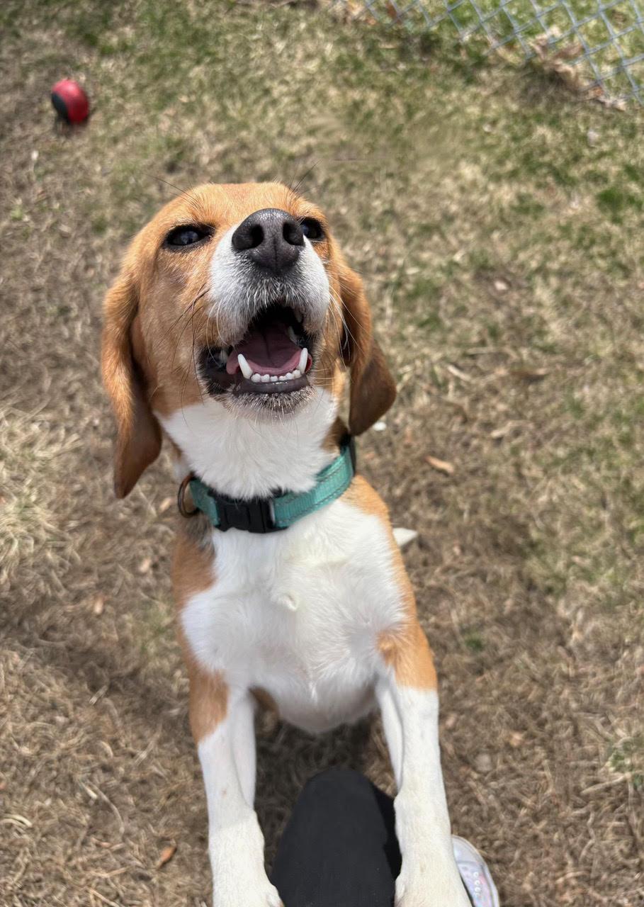 Enlarge Betty, a ADOPTABLE Beagle in Stoughton, MA image 1/2