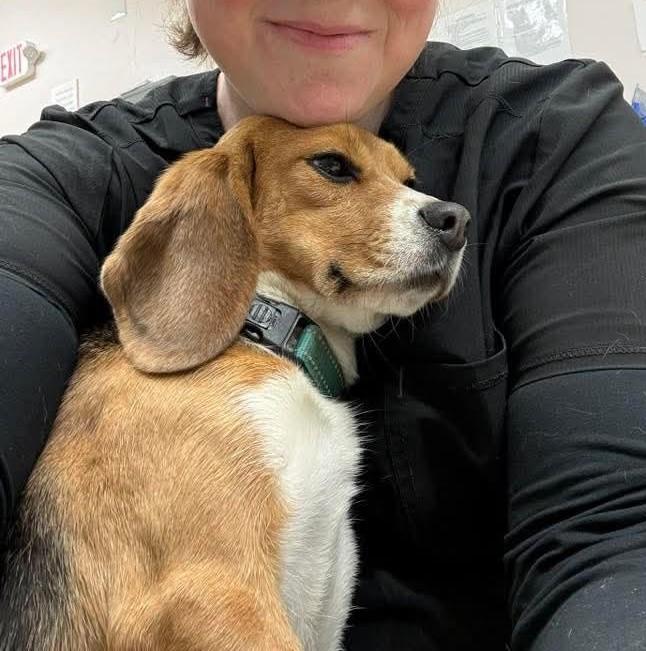 Enlarge Betty, a ADOPTABLE Beagle in Stoughton, MA image 2/2