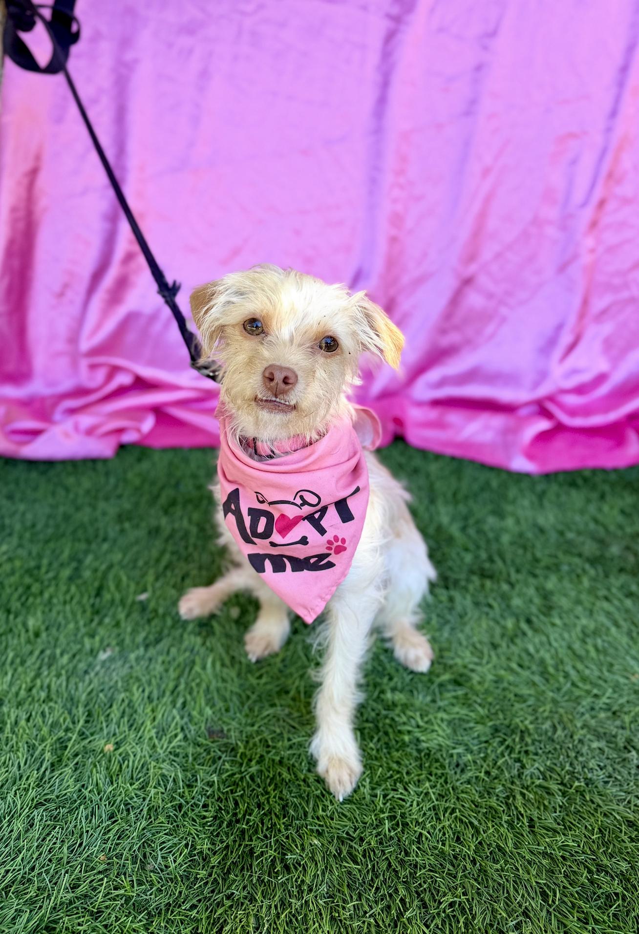 BETTY, adopted, Young Female Terrier.