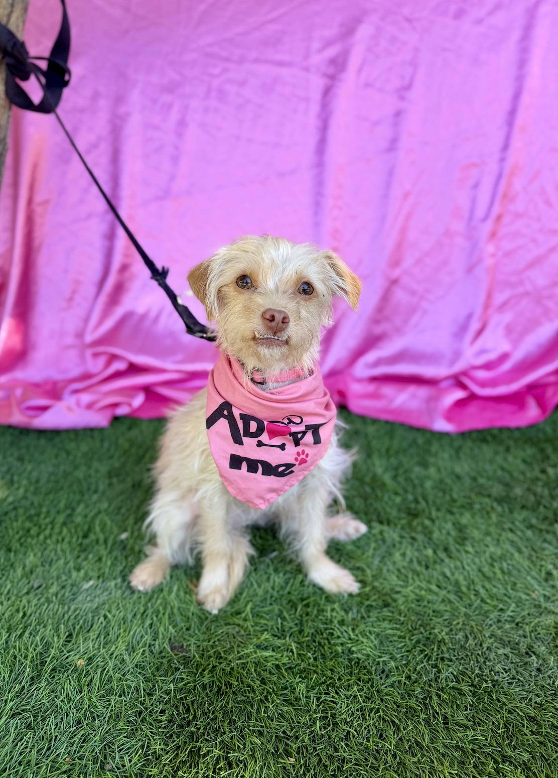 Enlarge BETTY, an adopted mixed breed in Rowland Heights, CA image 6/6