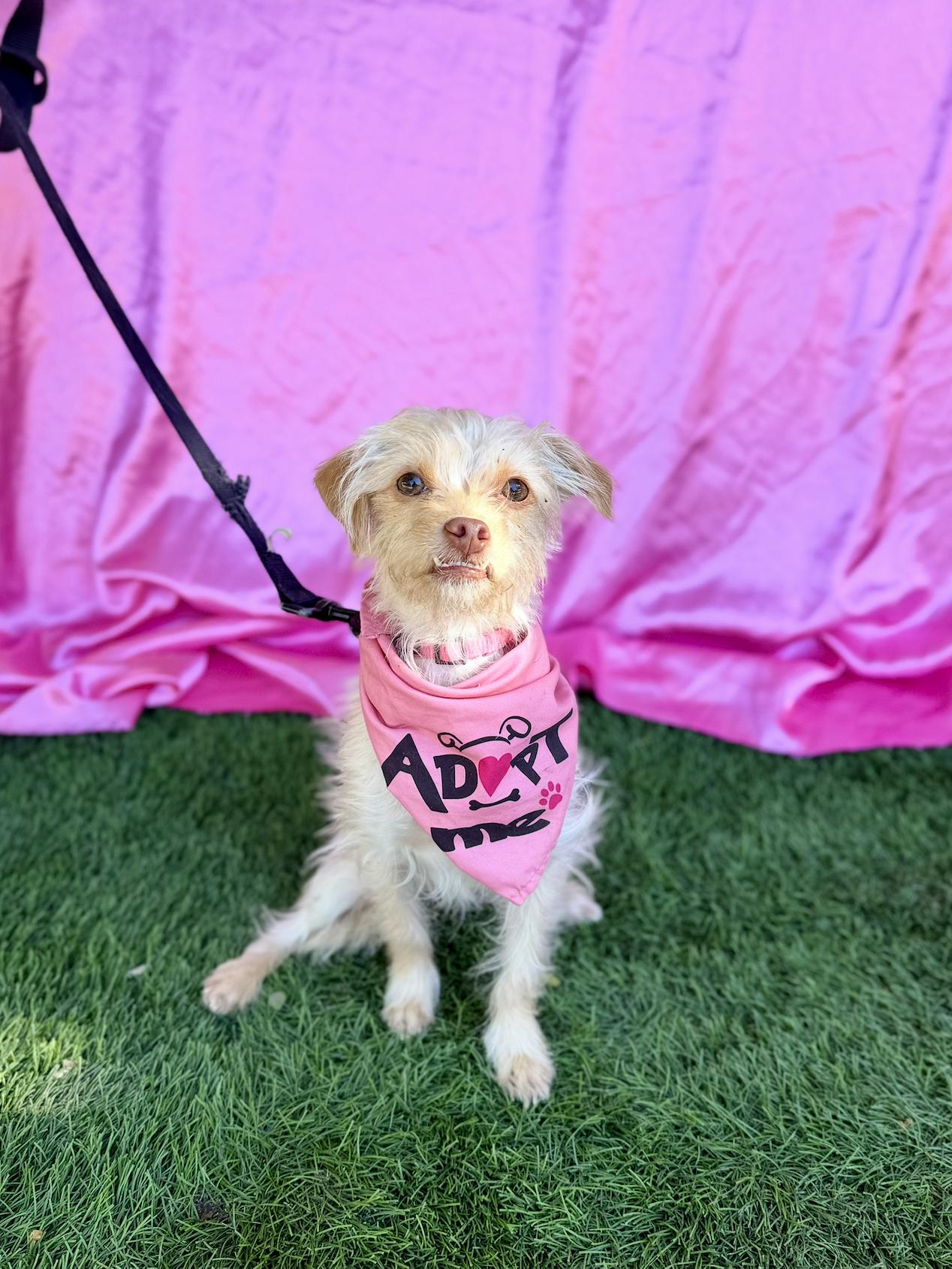 Enlarge BETTY, an adopted mixed breed in Rowland Heights, CA image 4/6