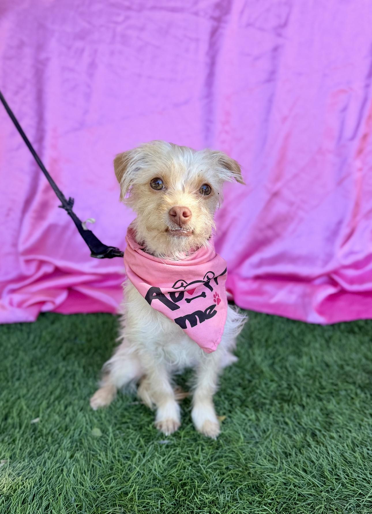 Enlarge BETTY, an adopted mixed breed in Rowland Heights, CA image 2/6