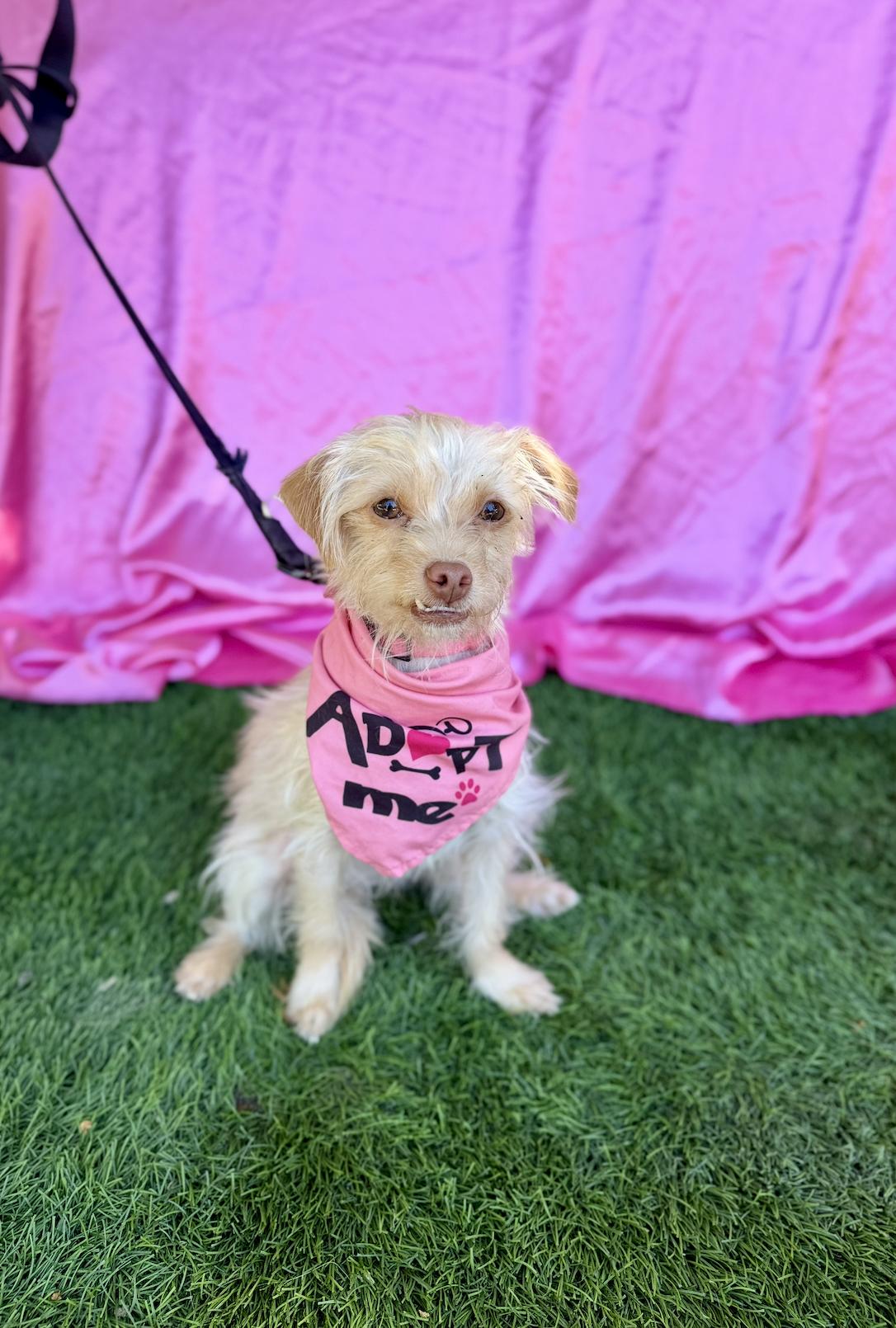 Enlarge BETTY, an adopted mixed breed in Rowland Heights, CA image 5/6