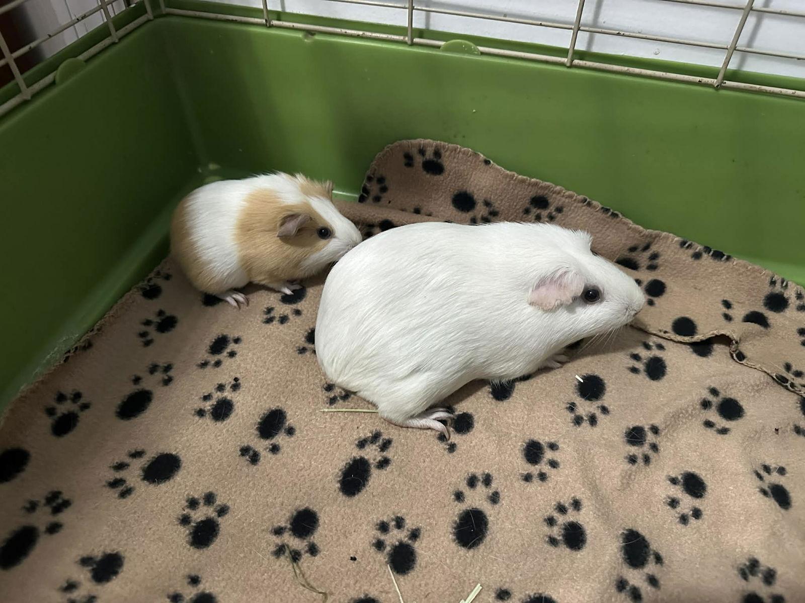 Almond and Acorn, Adoptable, Baby Female Guinea Pig.