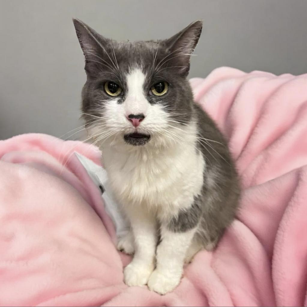 Lilith, Adoptable, Adult Female Domestic Medium Hair.