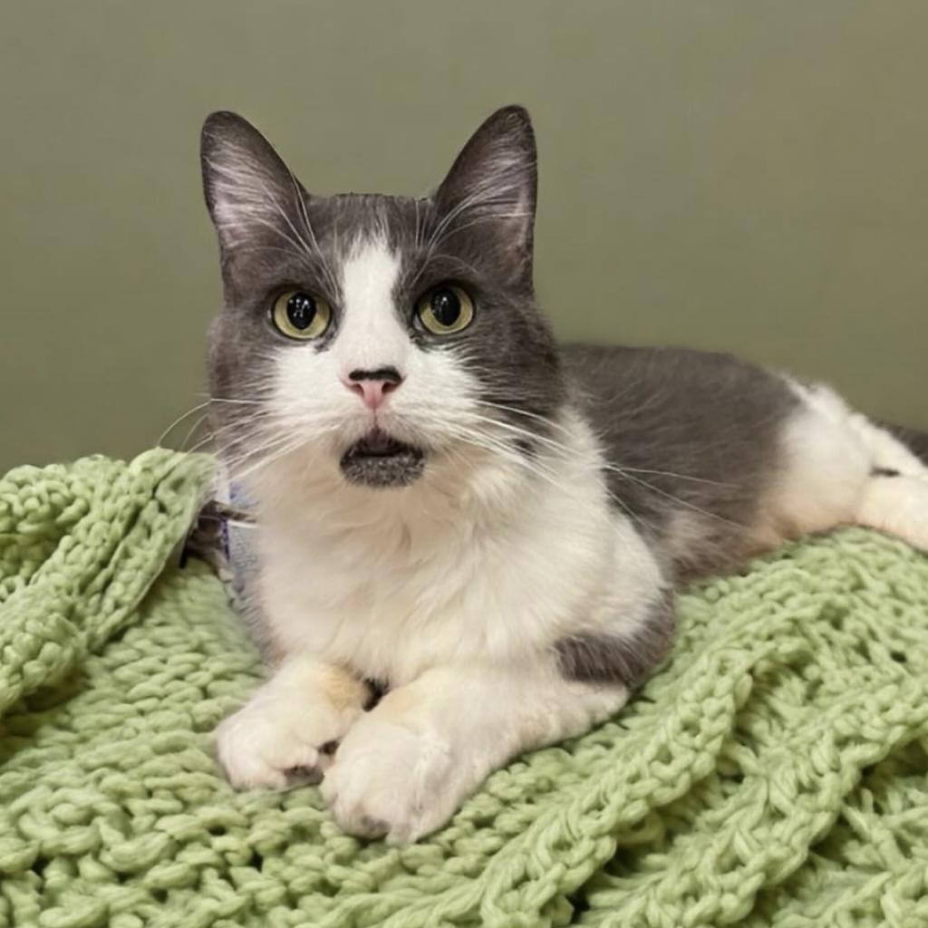 Enlarge Lilith, a Adoptable Domestic Medium Hair in Fort Lauderdale, FL image 2/4