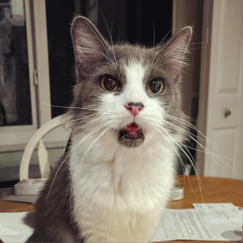 Enlarge Lilith, a Adoptable Domestic Medium Hair in Fort Lauderdale, FL image 3/4