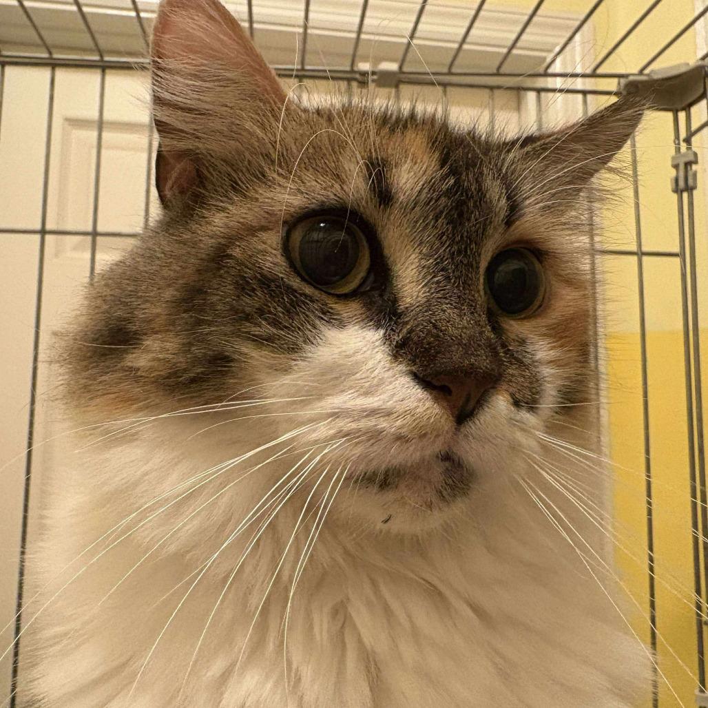 Enlarge Lilith, a Adoptable Domestic Medium Hair in Fort Lauderdale, FL image 4/4