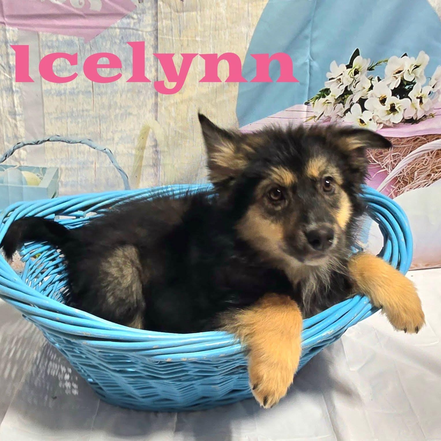 Enlarge Icelynn , a Adoptable mixed breed in Joliet, IL image 1/1