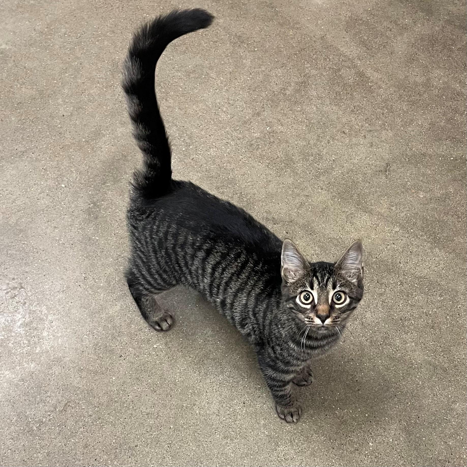 Enlarge Tiny, an adopted Domestic Short Hair in Columbus, IN image 1/1