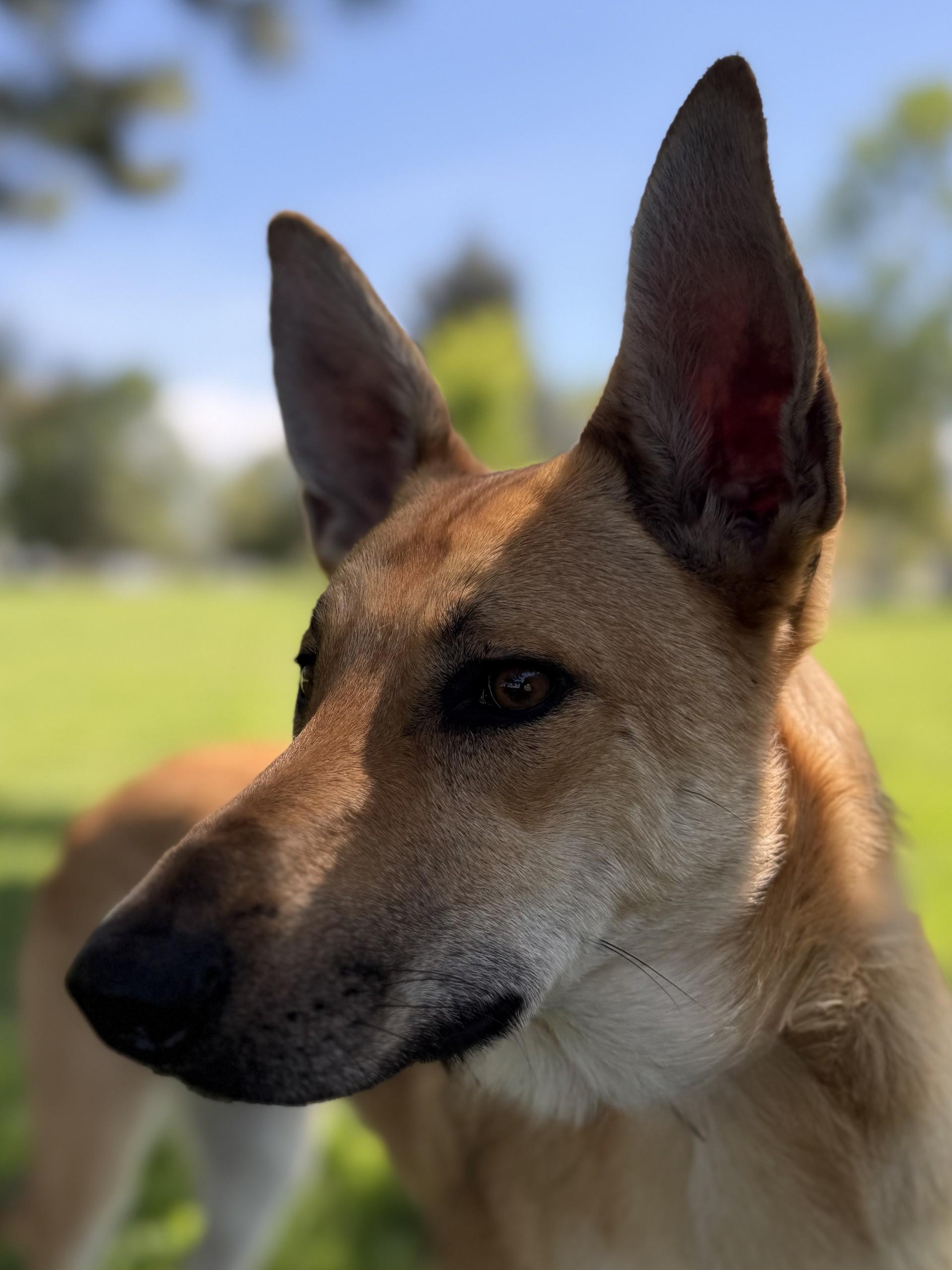 Frankie