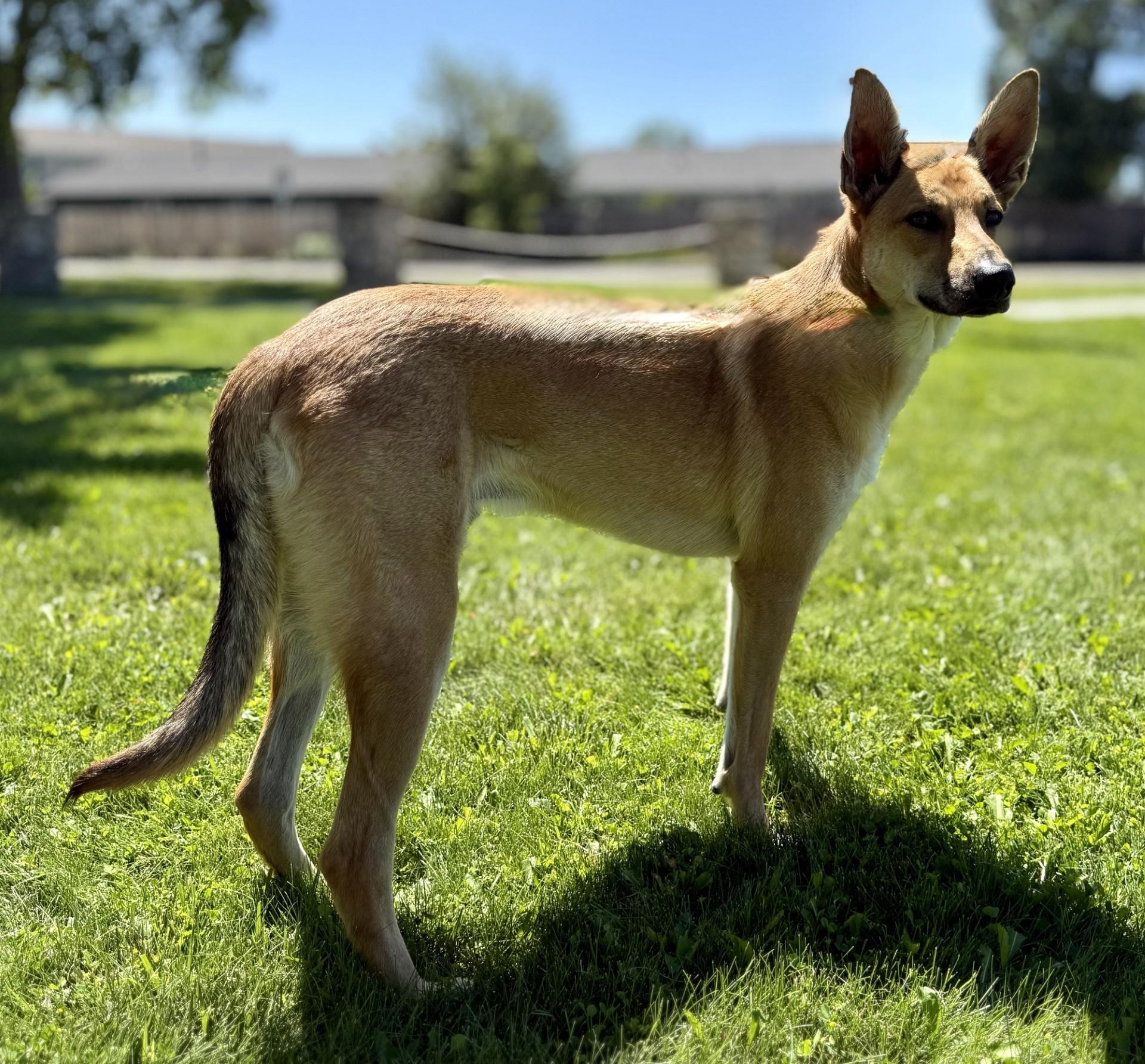 Frankie