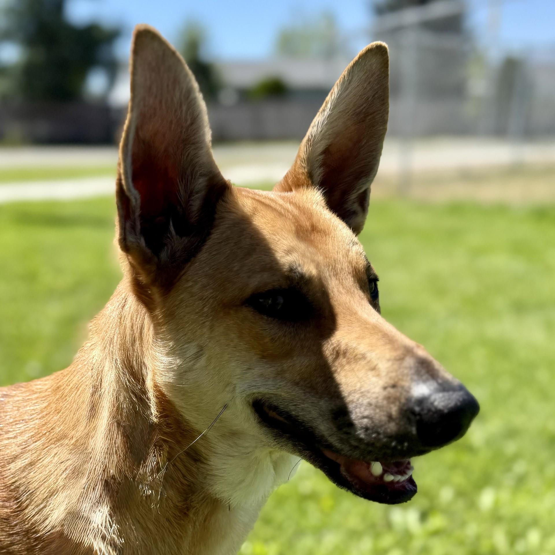 Frankie
