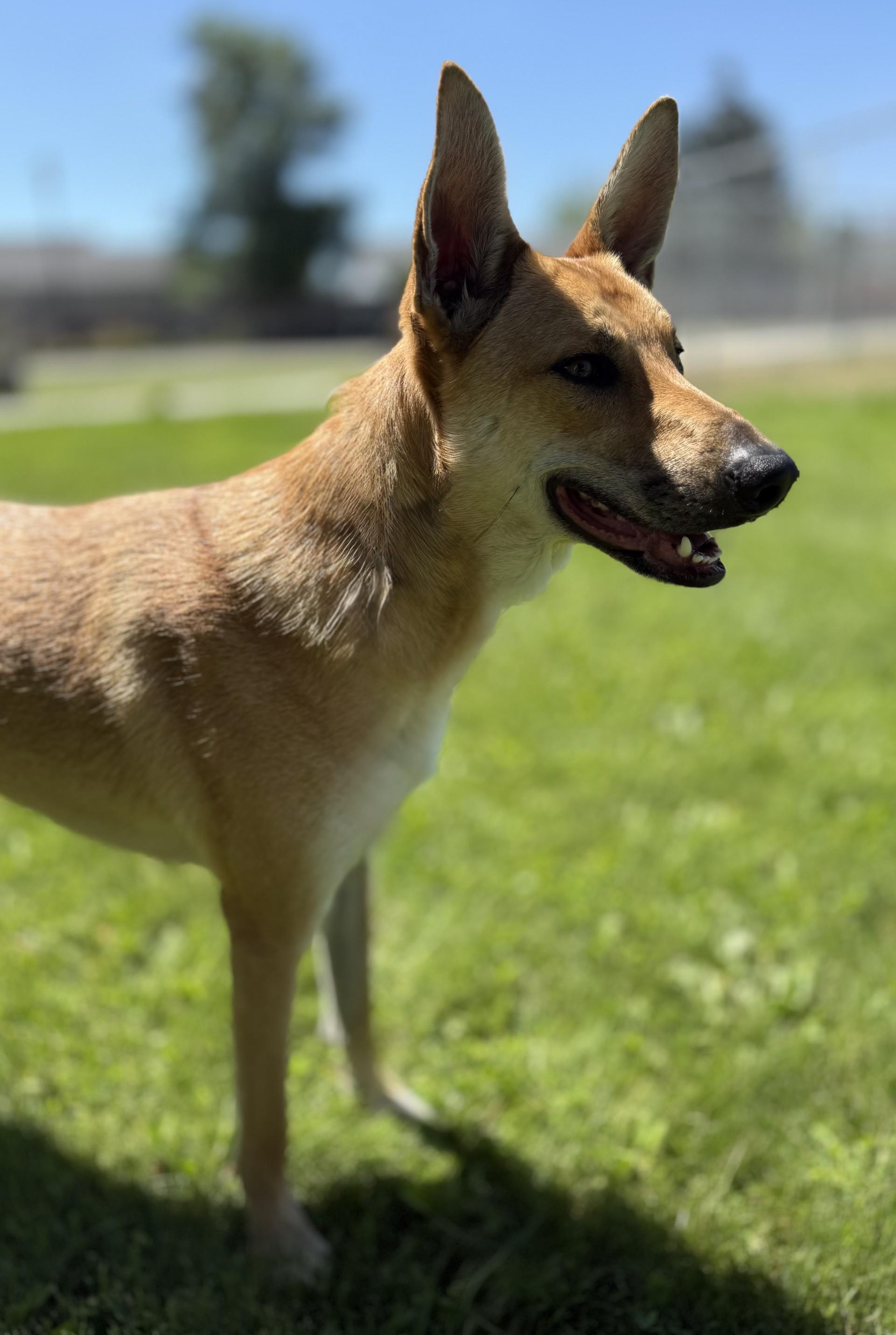 Frankie