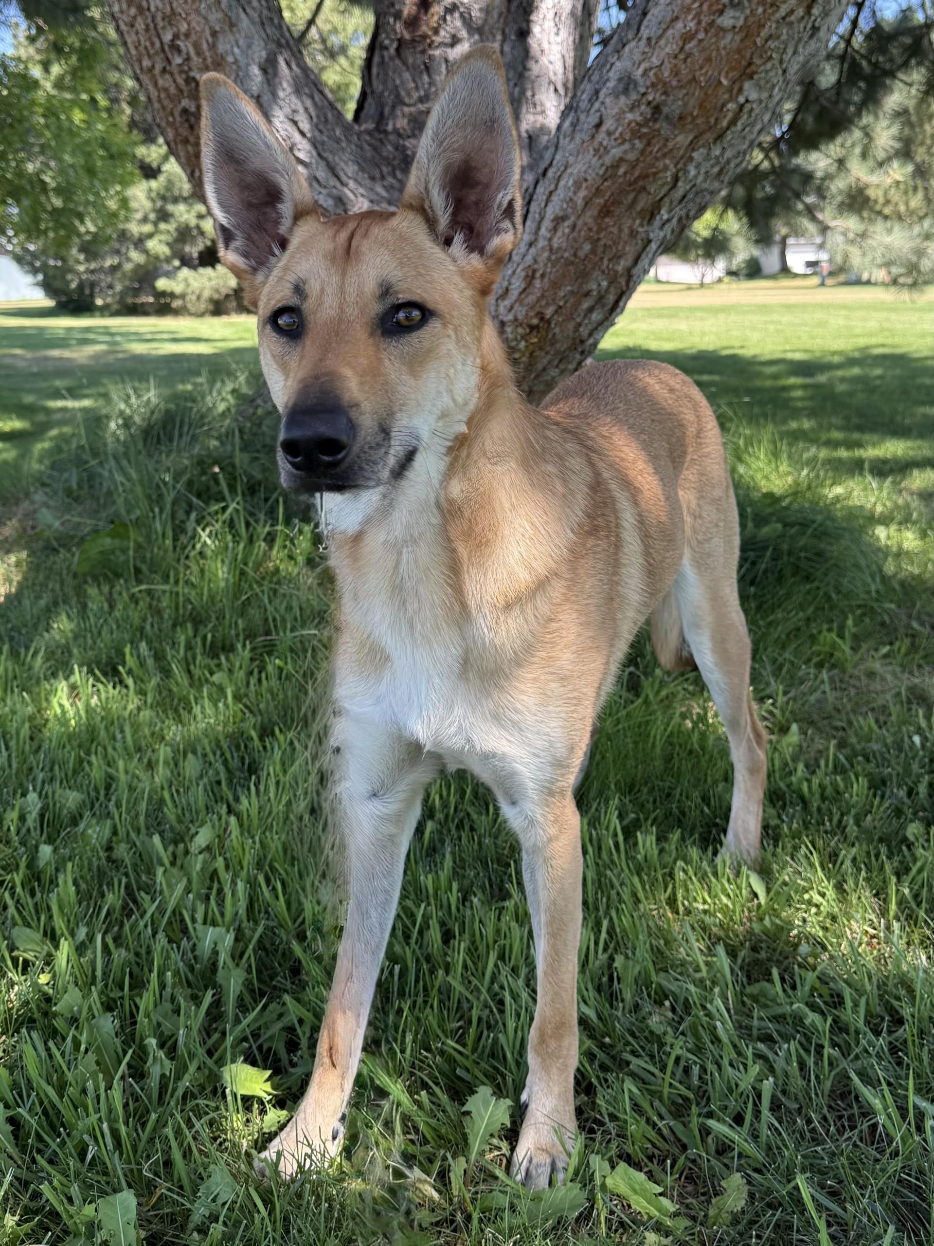Frankie