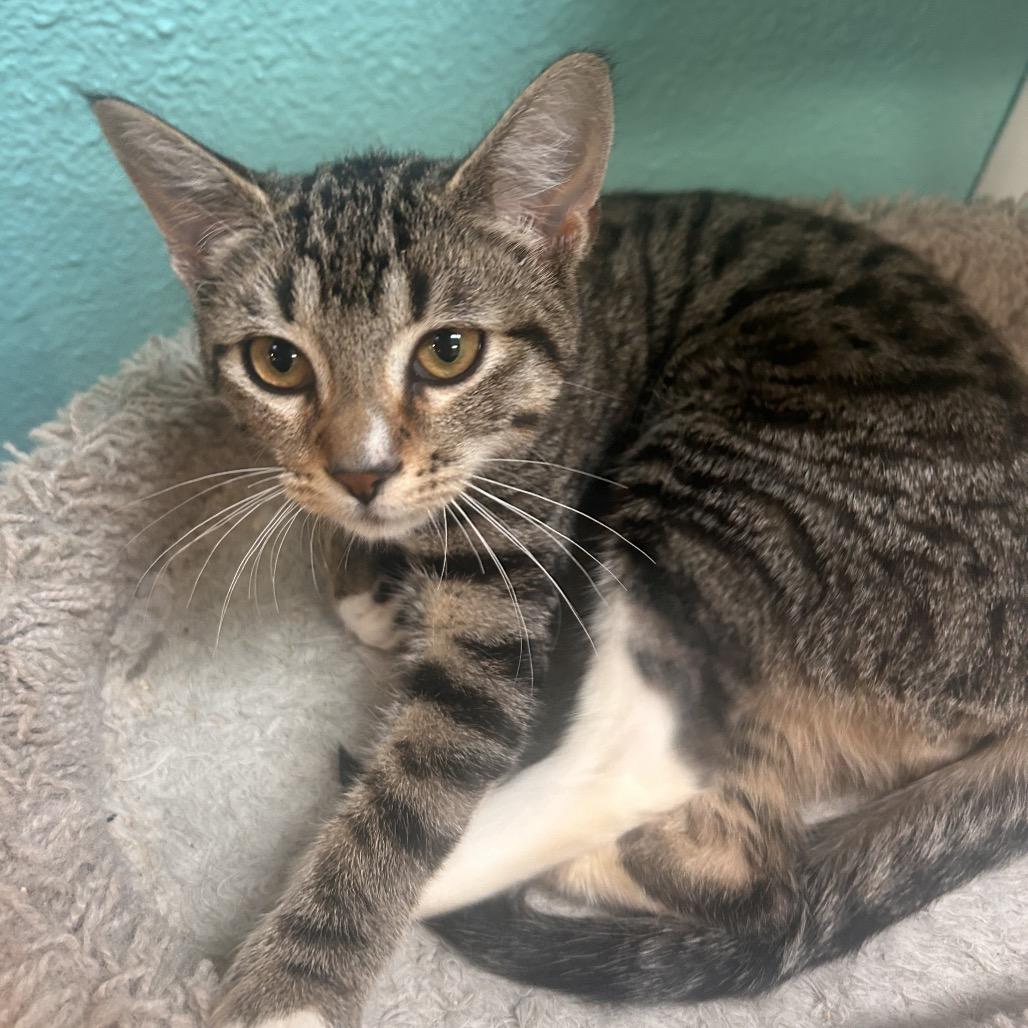 Hissy, a Adoptable Domestic Short Hair in Fresno, CA image 1/4