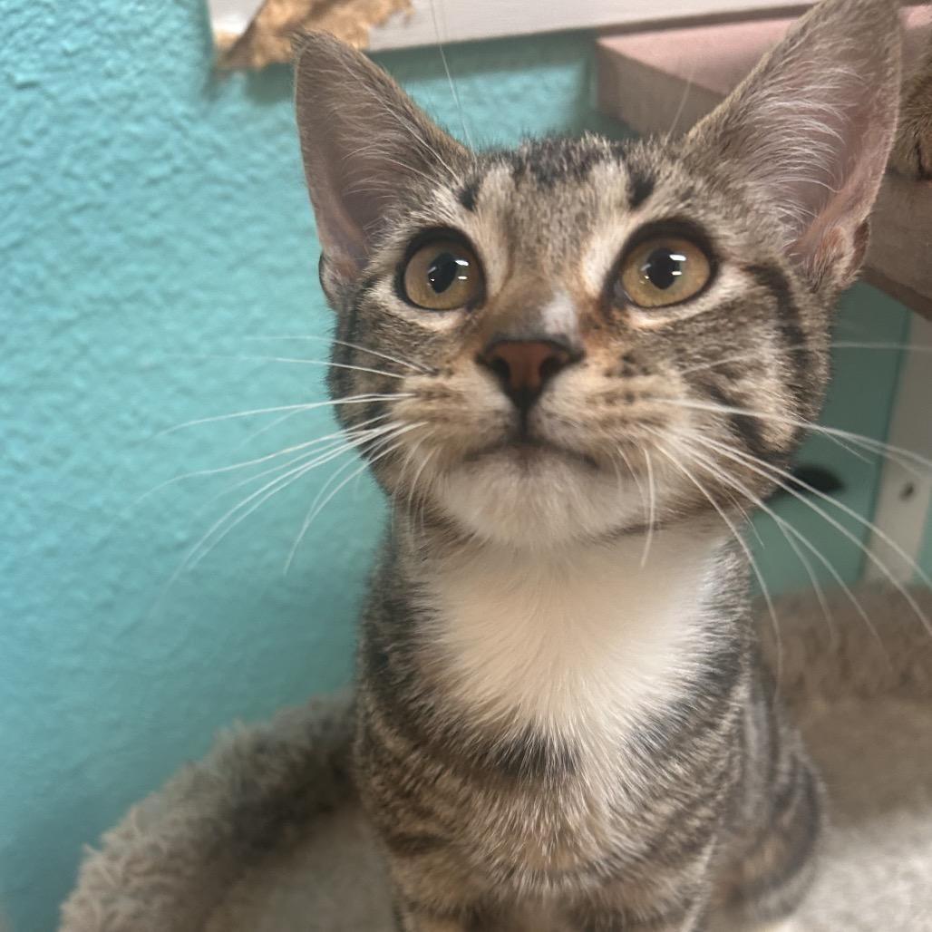 Hissy, a Adoptable Domestic Short Hair in Fresno, CA image 2/4