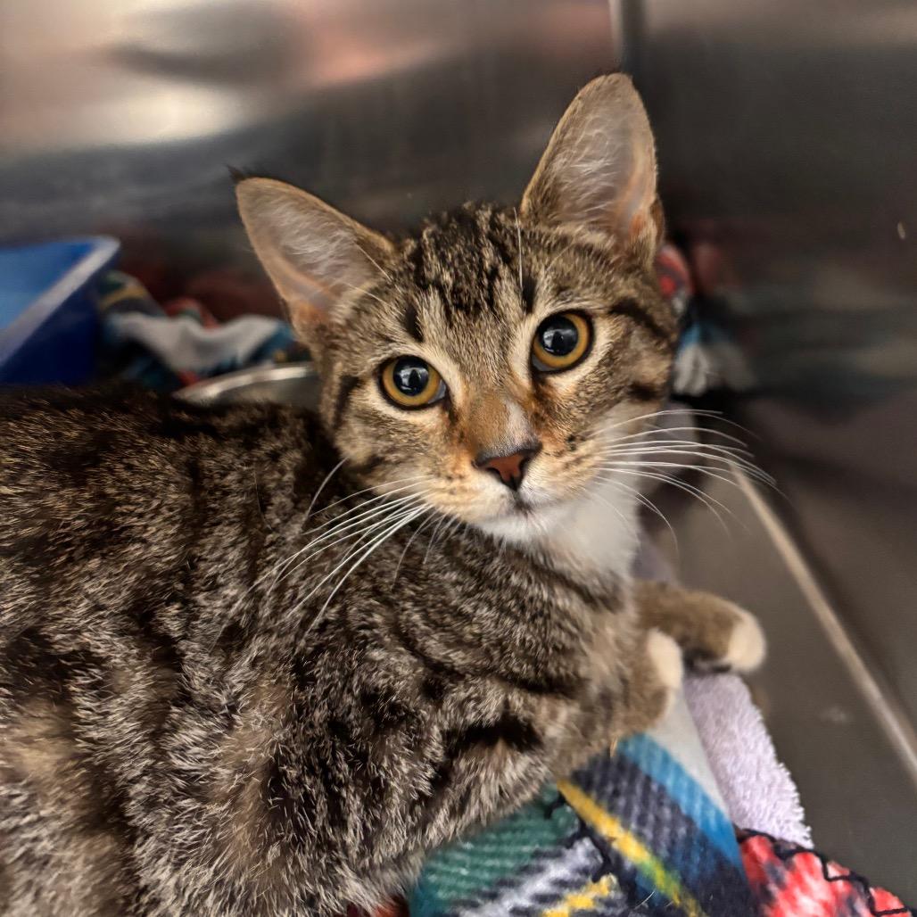 Hissy, a Adoptable Domestic Short Hair in Fresno, CA image 3/4