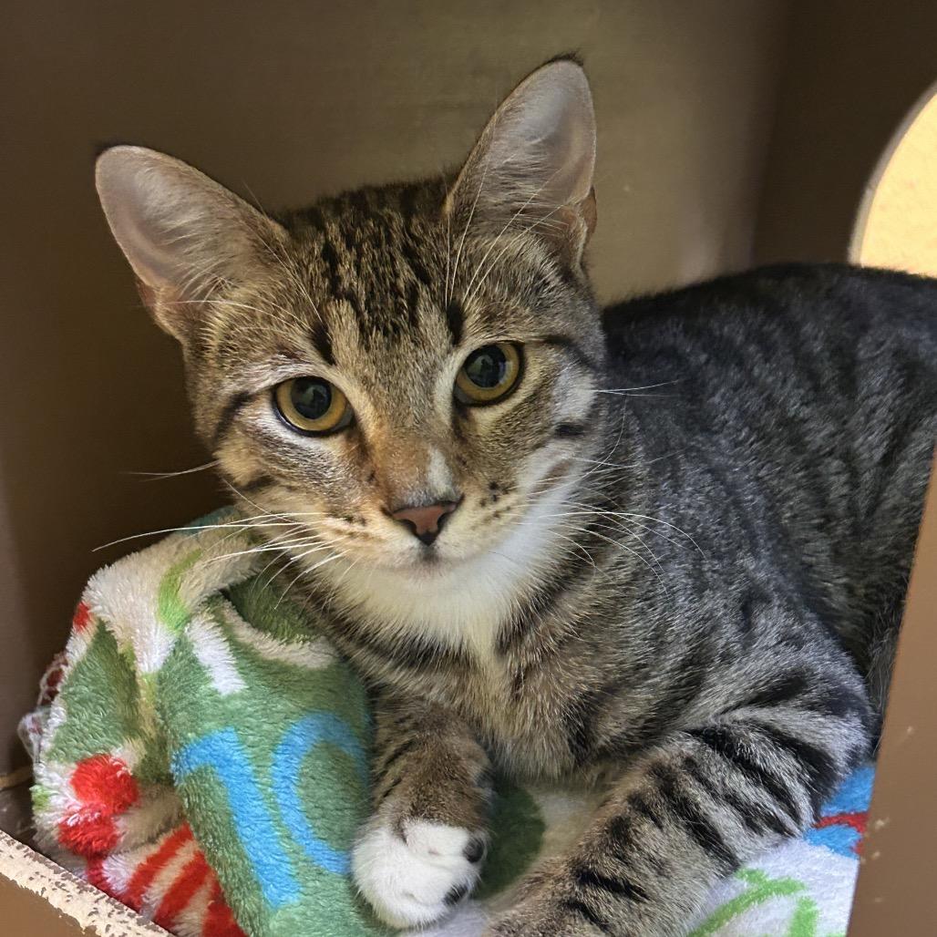 Hissy, a Adoptable Domestic Short Hair in Fresno, CA image 4/5