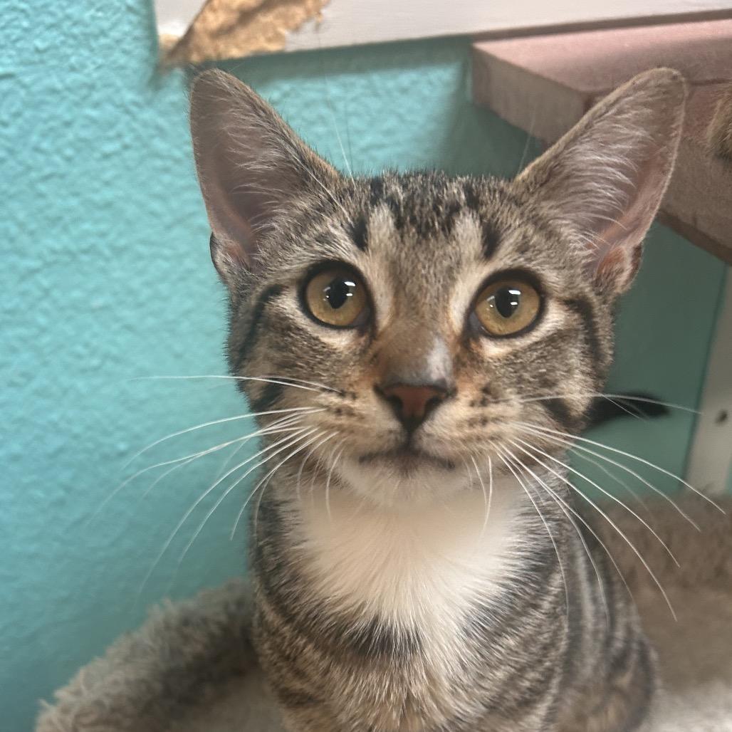 Hissy, a Adoptable Domestic Short Hair in Fresno, CA image 4/4