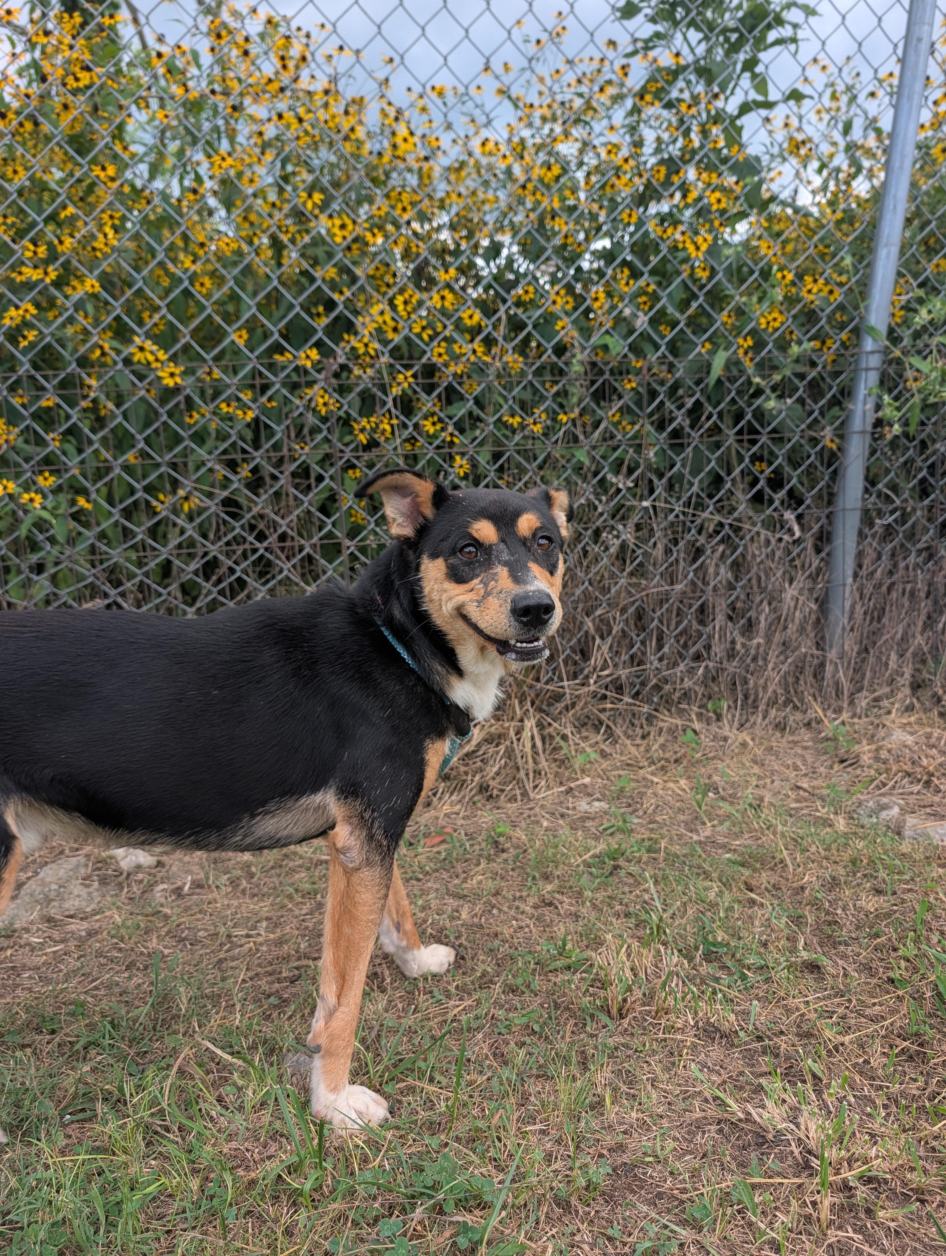 Eleos, a Adoptable mixed breed in Lewisburg, TN image 4/5