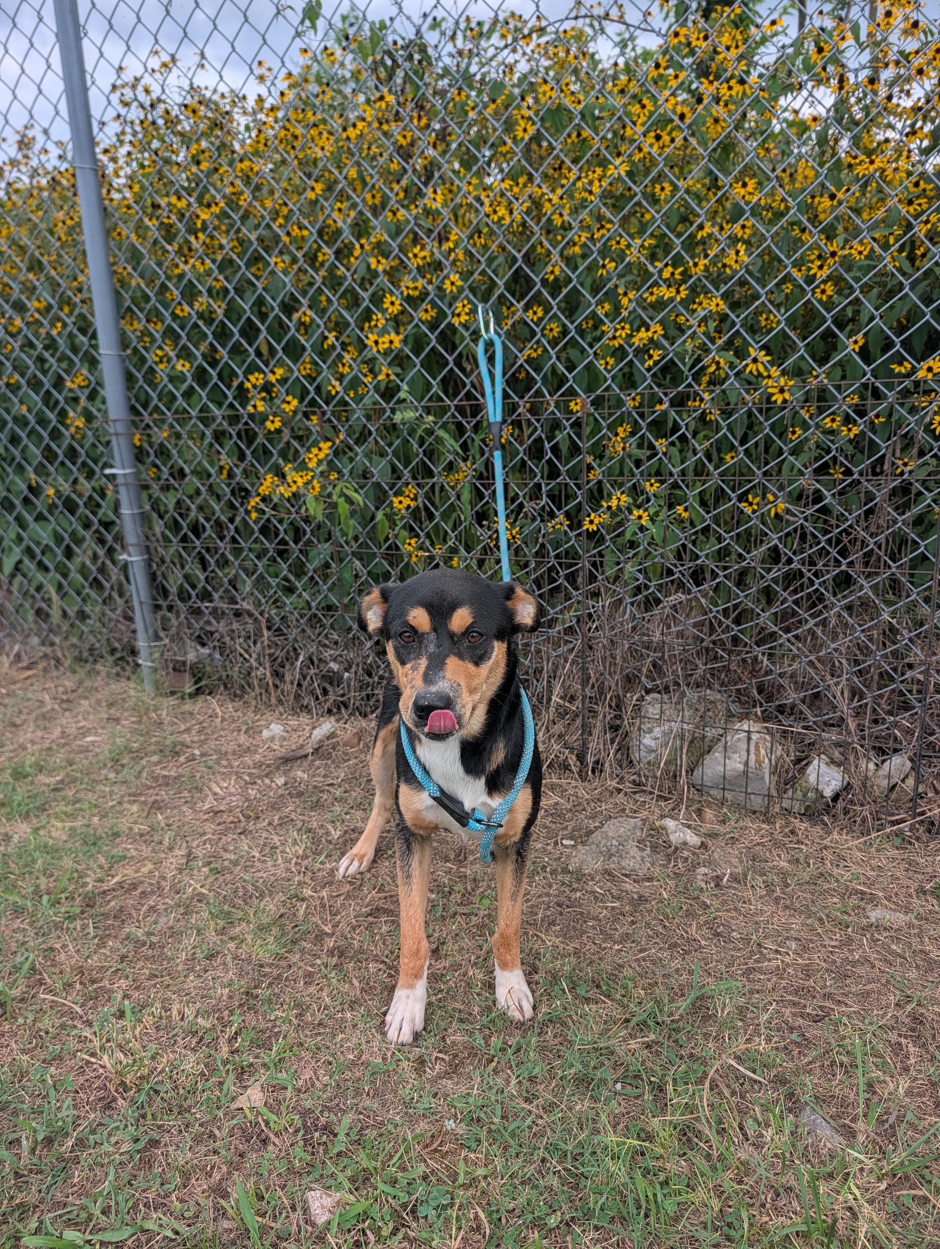 Eleos, a Adoptable mixed breed in Lewisburg, TN image 5/5