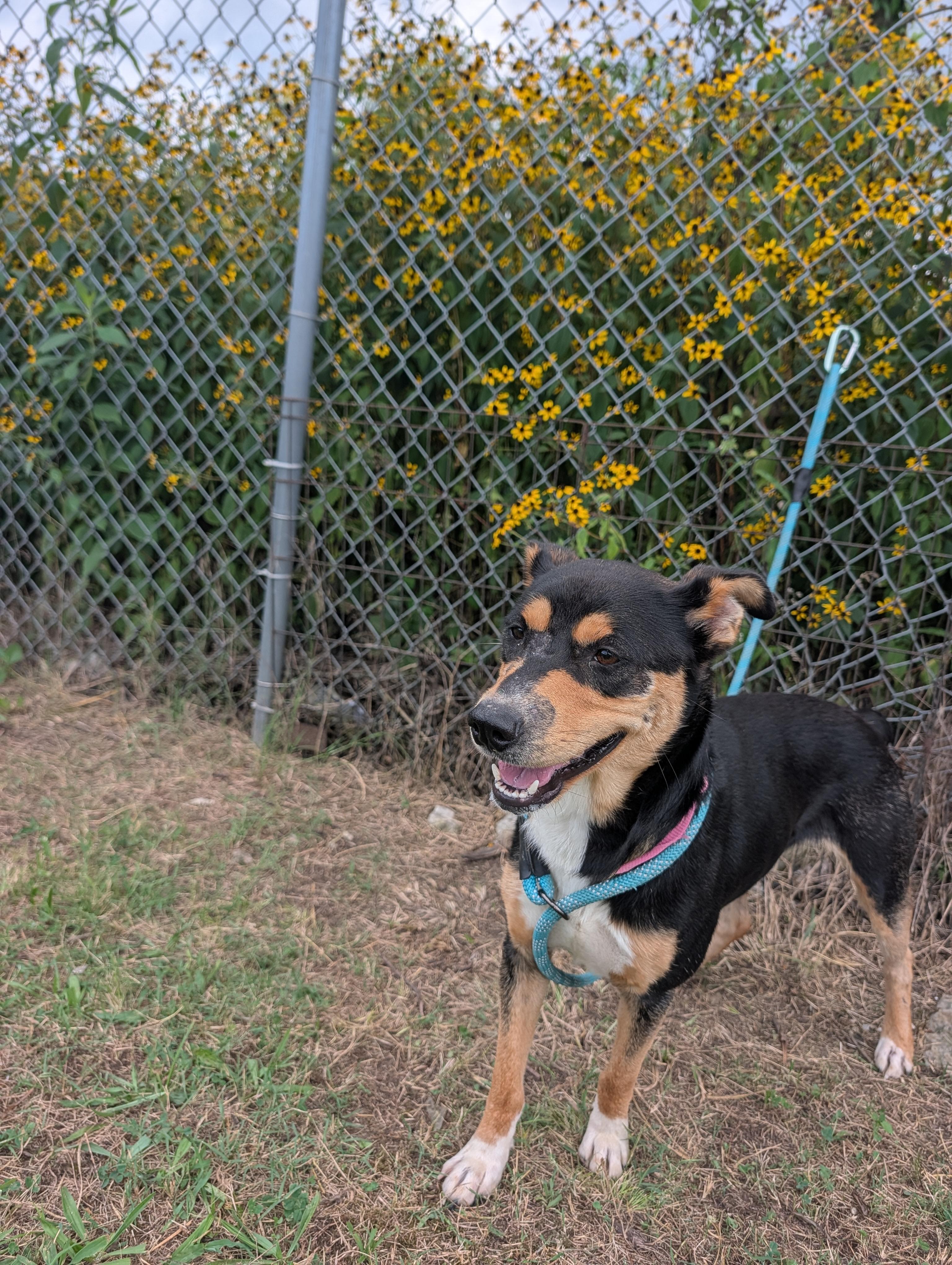 Eleos, a Adoptable mixed breed in Lewisburg, TN image 3/5