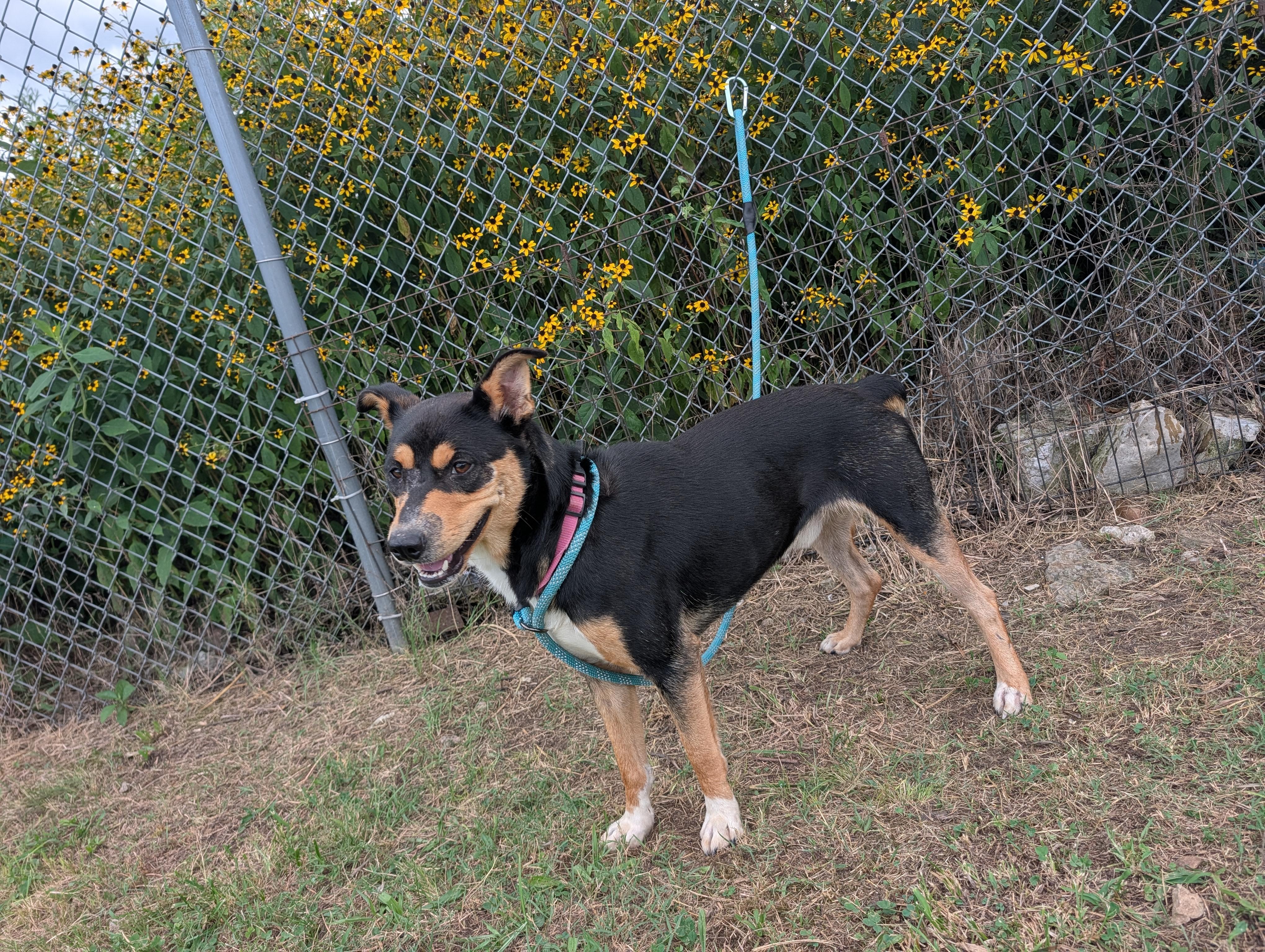 Eleos, a Adoptable mixed breed in Lewisburg, TN image 2/5