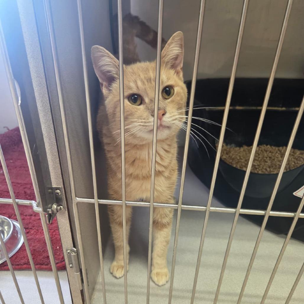 Cheeto, Adoptable, Adult Male Domestic Short Hair.