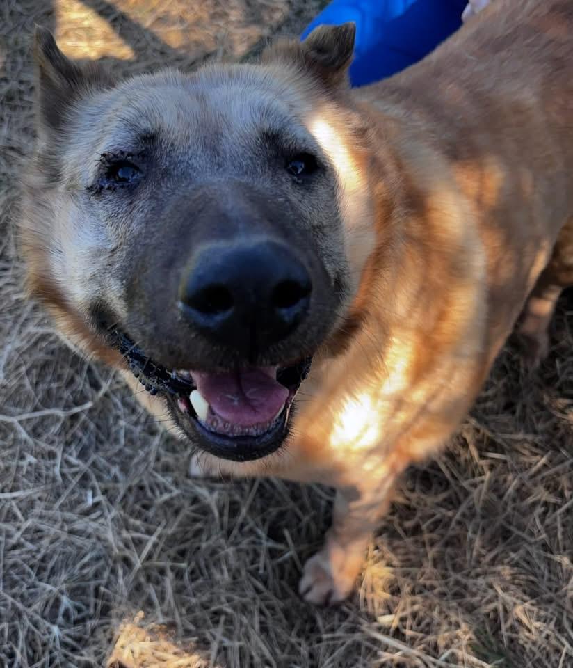 Enlarge Chloe Potato (ID 51042), a ADOPTABLE mixed breed in Manassas, VA image 4/5