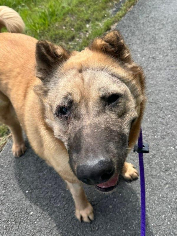 Enlarge Chloe Potato (ID 51042), a ADOPTABLE mixed breed in Manassas, VA image 2/5