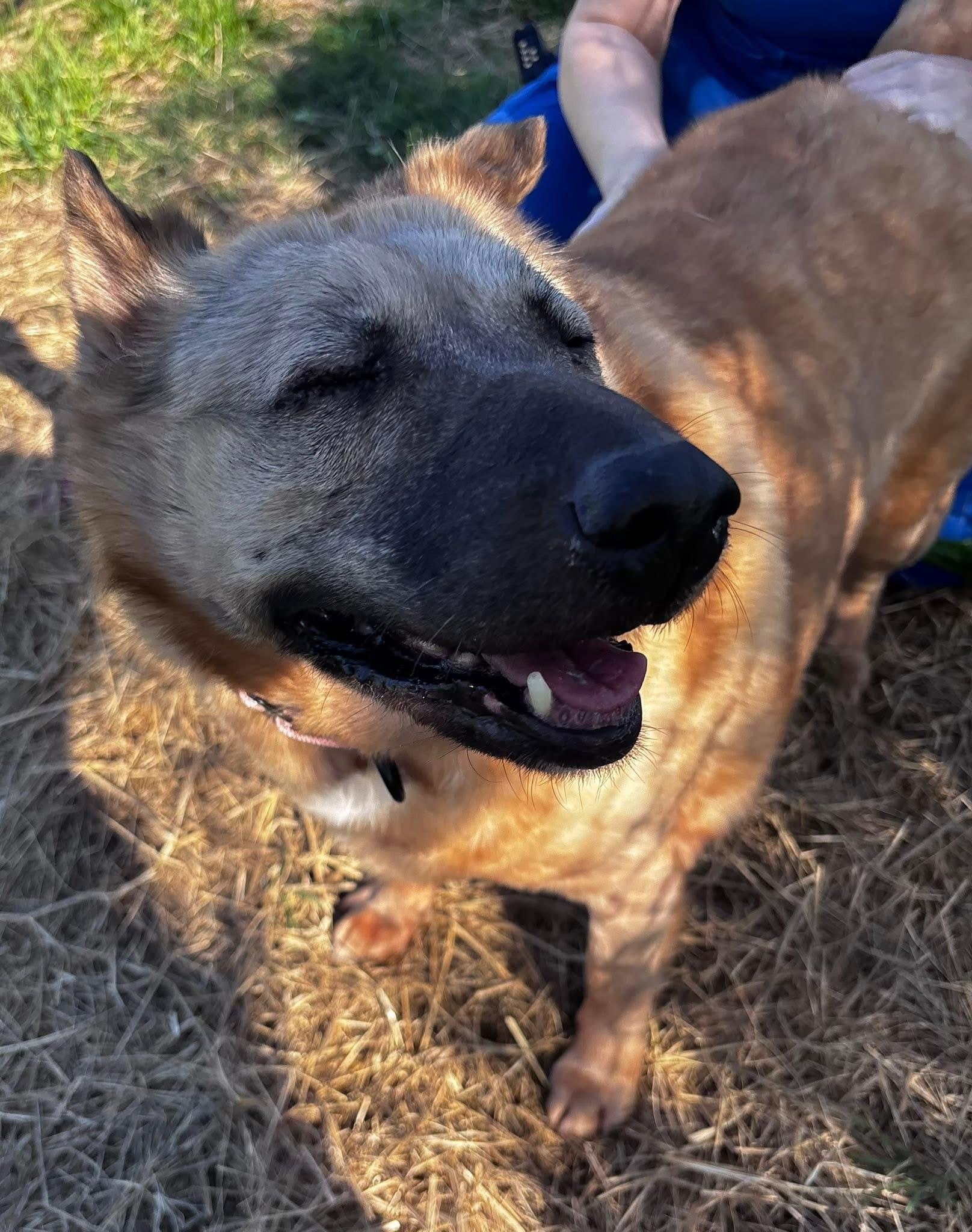 Enlarge Chloe Potato (ID 51042), a ADOPTABLE mixed breed in Manassas, VA image 3/5