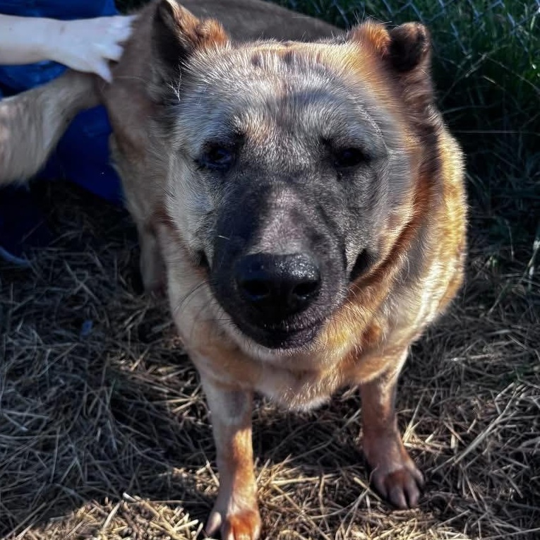 Chloe Potato (ID 51042), ADOPTABLE, Adult Female German Shepherd Dog & Shar-Pei.