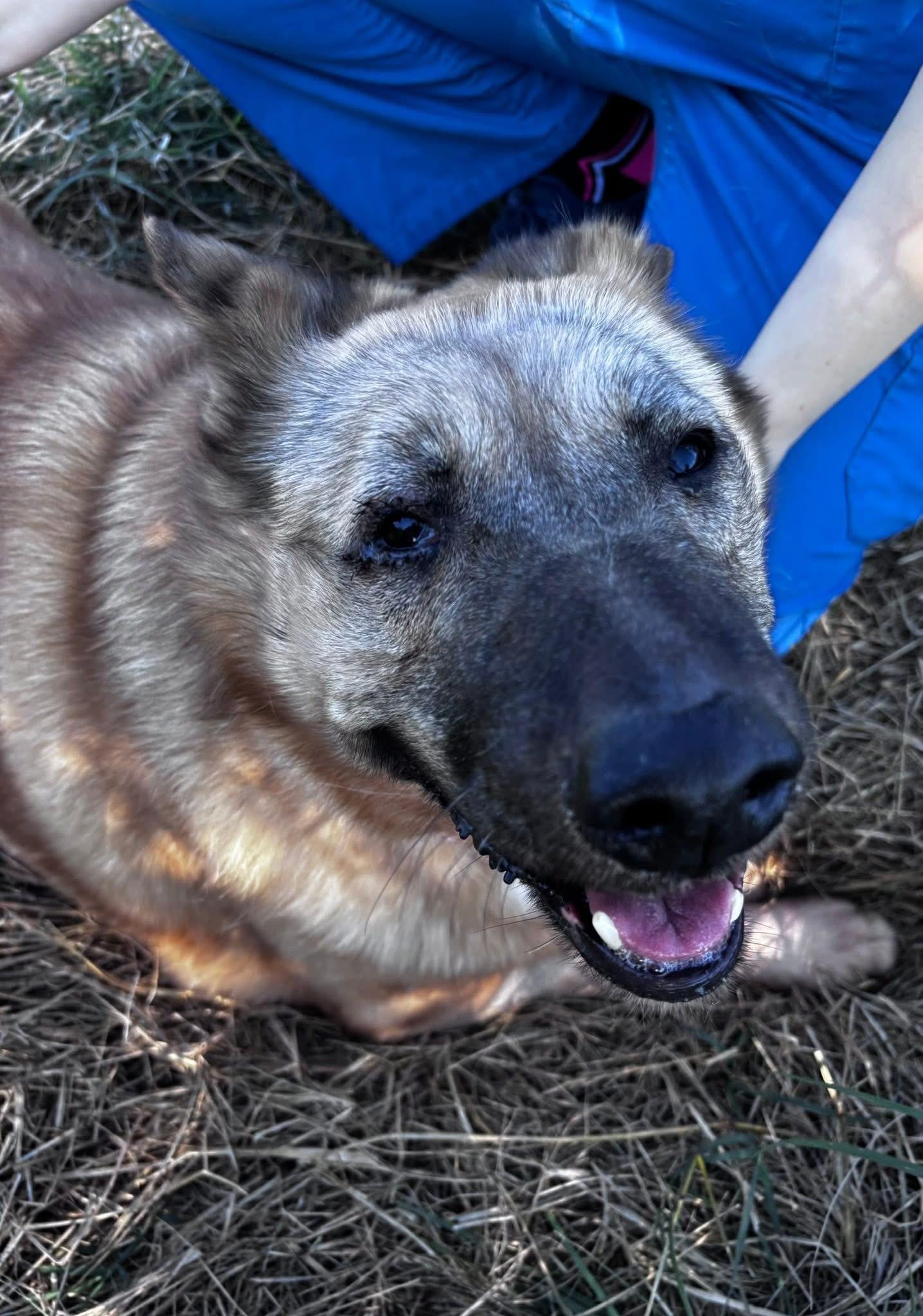 Enlarge Chloe Potato (ID 51042), a ADOPTABLE mixed breed in Manassas, VA image 5/5
