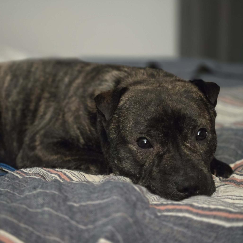 Mr. T, Adoptable, Adult Male Mixed Breed.