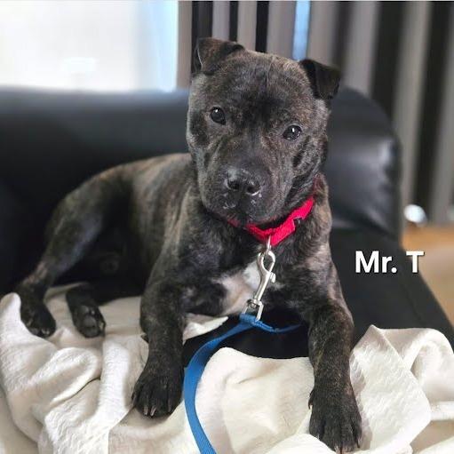 Enlarge Mr. T, a Adoptable Mixed Breed in Allyn, WA image 2/3