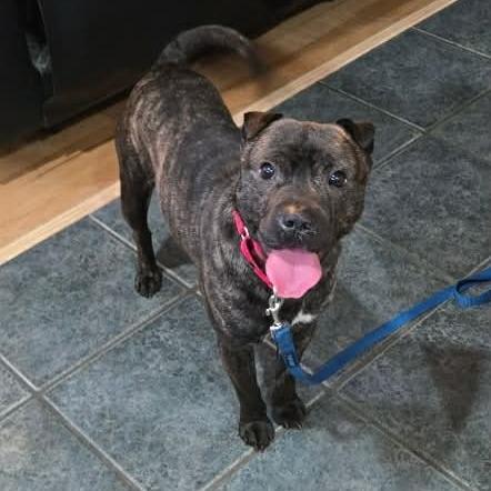 Enlarge Mr. T, a Adoptable Mixed Breed in Allyn, WA image 3/3