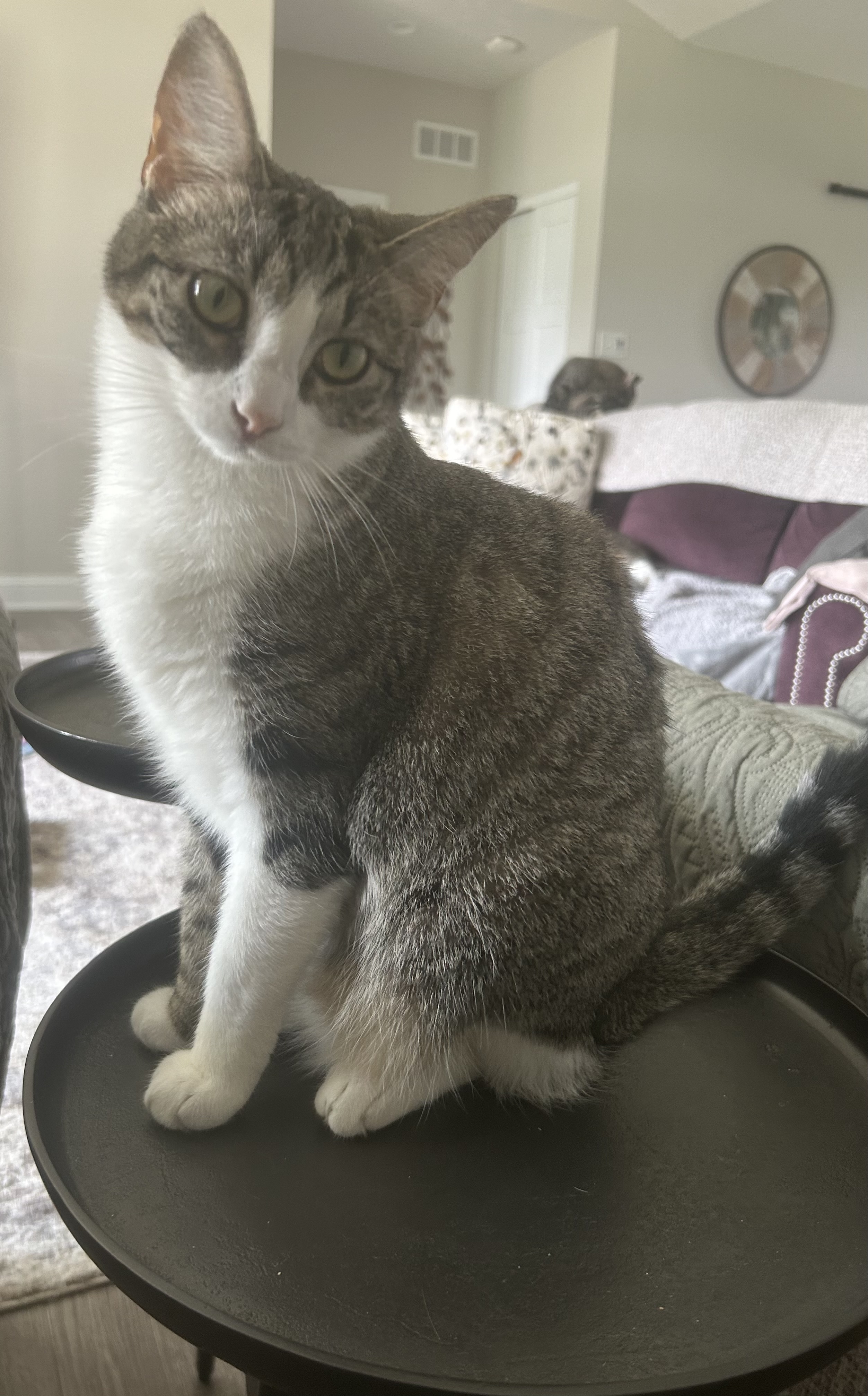 Sassy, a Adoptable Domestic Short Hair in CANONSBURG, PA image 1/11