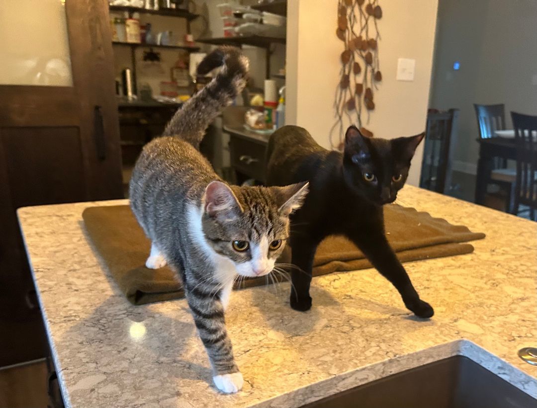 Enlarge Sassy, a Adoptable Domestic Short Hair in CANONSBURG, PA image 9/11